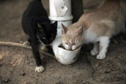 Cats eat from a food dispenser filled up by volunteers from Animal Heart Protectors on Furtada Island, popularly known as “Island of the Cats,” in Mangaratiba, Brazil, Tuesday, Oct. 13, 2020. (AP Photo/Silvia Izquierdo)