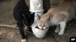 Cats eat from a food dispenser filled up by volunteers from Animal Heart Protectors on Furtada Island, popularly known as “Island of the Cats,” in Mangaratiba, Brazil, Tuesday, Oct. 13, 2020. (AP Photo/Silvia Izquierdo)