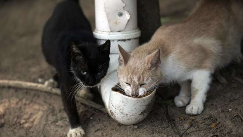 On Brazil’s Island of Cats, Virus Led to Starvation