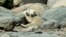 Two polar bear cubs rest as Aalborg Zoo reopens after being closed amid the spread of the coronavirus disease, in Aalborg, Denmark.