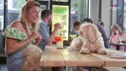 Լոնդոնյան բարն առաջարկում է կոկտեյլներ կենդանասերների և նրանց շների համար