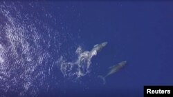 Humpback whale with her calf is seen near the French Indian Ocean island of La Reunion, October 17, 2018 in this still image taken from a video. 