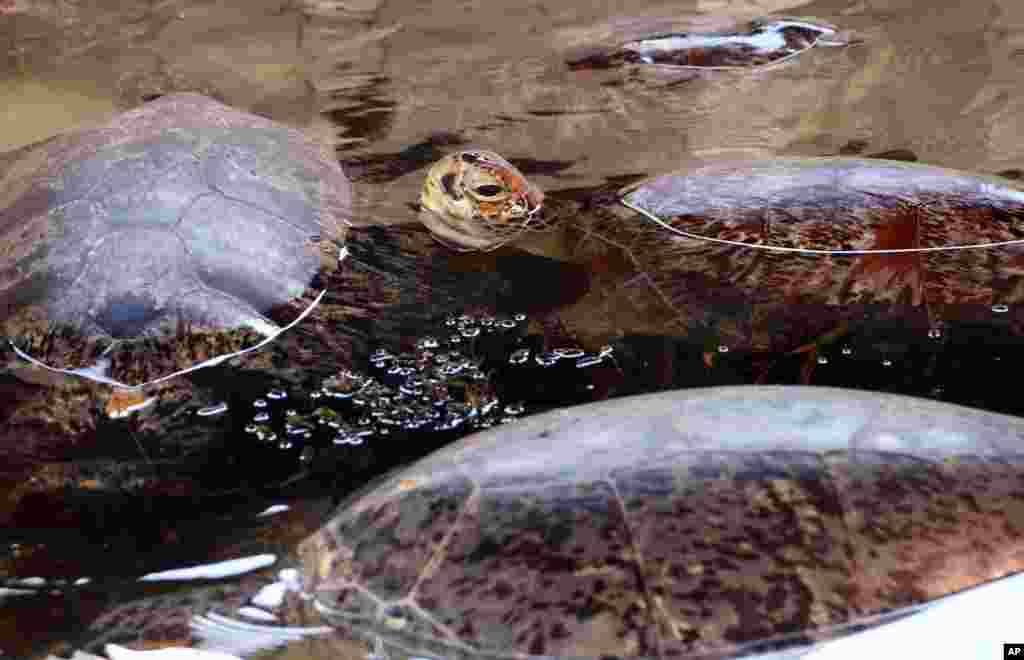 Giant green sea turtles are seen in a pool at a turtle conservation center after they were seized from poachers in Bali, Indonesia. Police seized a total of 45 illegally-caught sea turtles Thursday.