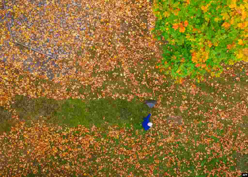 A man racks colorful autumn leaves on a meadow under a maple tree in Brandenburg, eastern Germany.