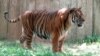 Harimau Sumatera Langka Lahirkan Tiga Bayi