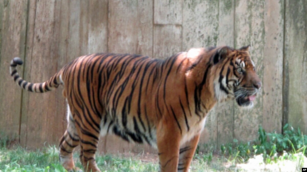  Harimau 2 Singa di Kebun Binatang Jambi Tewas Akibat Racun