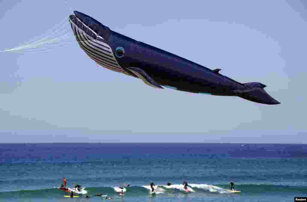 Surfers ride a wave as a whale-shaped kite flies above them during the annual Festival of the Winds at Sydney&#39;s Bondi Beach, Australia.