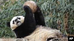 Para peneliti menemukan bukti bahwa di jaman pra-sejarah, manusia menyembelih panda sebagai makanan (Foto: dok).