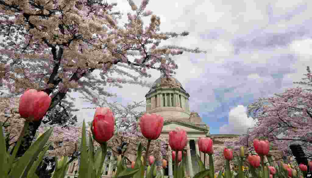 A line of tulips stand in bloom in front of cherry trees also in full bloom near the Capitol building in Olympia, in the northwestern state of Washington.