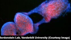 Wolbachia bacteria in red, in male reproductive tissue in blue. (Credit Bordenstein Lab, Vanderbilt University)