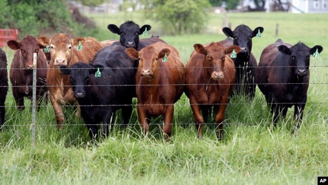El abuso de antibióticos causa que bacterias resistentes crezcan en las granjas y se esparzan por el ambiente.