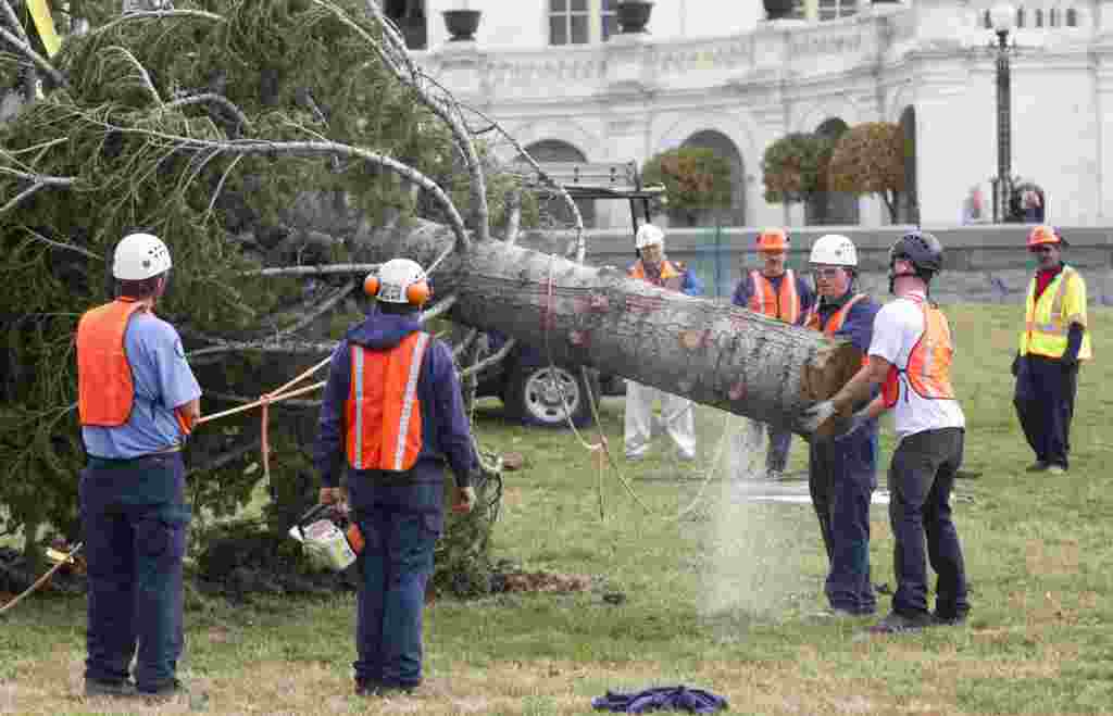 کارگران در حال جابجایی و نصب درخت ۱۲ متری