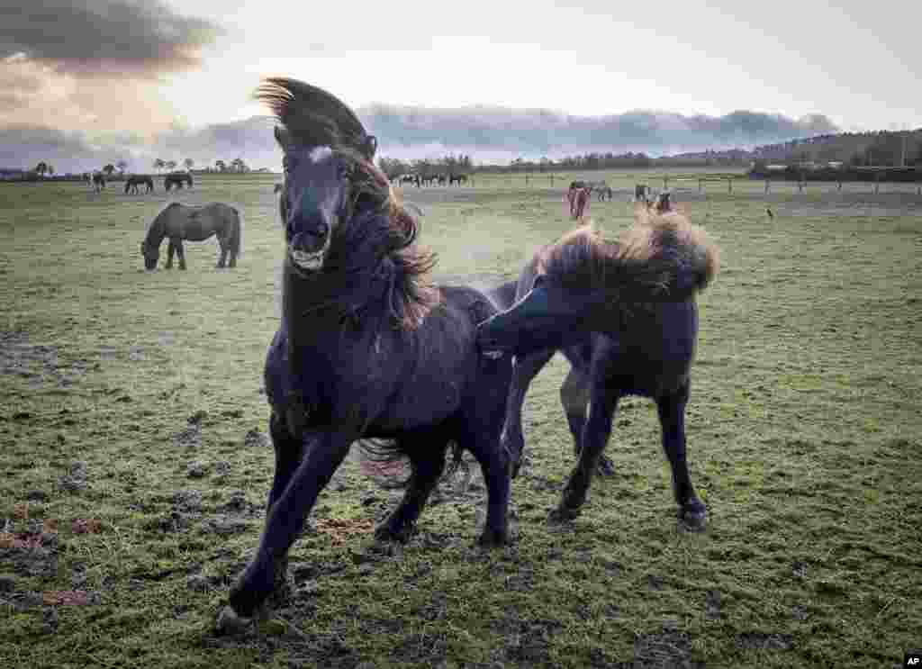Icelandic horses play in their paddock in Wehrheim near Frankfurt, Germany.
