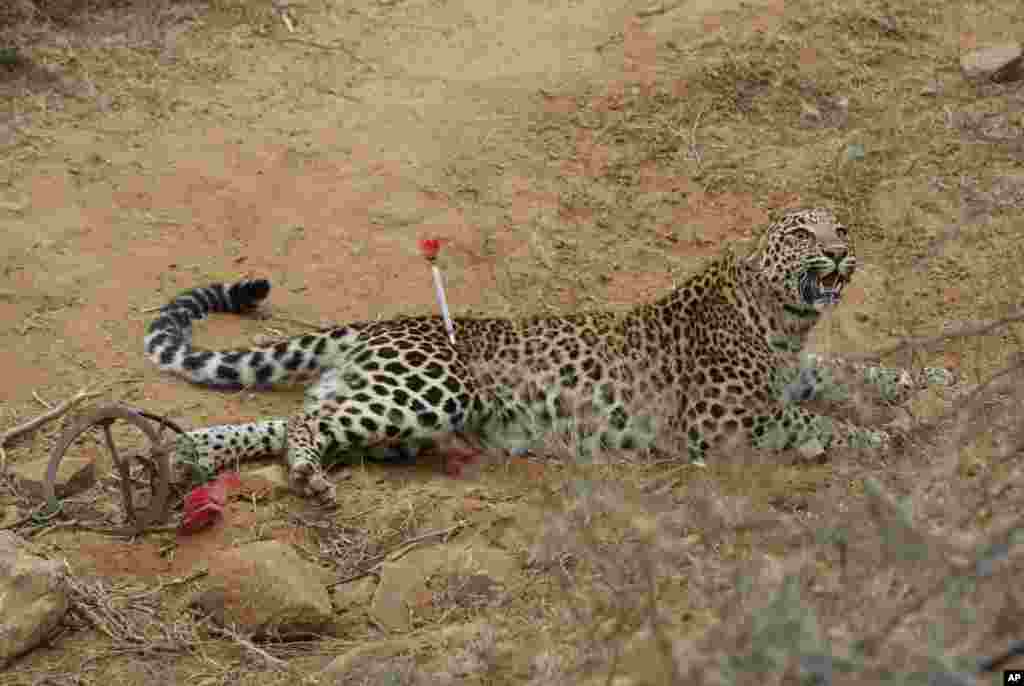 A leopard lies on the ground after it was tranquilized by forest officials as it got stuck in an iron animal catcher at Padampura village near Ajmer, Rajasthan, India.