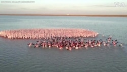Flock of Flamingos Gather in Kazakhstan Lake