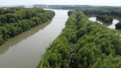 Pengelolaan mangrove perlu dilaksanakan secara terintegrasi dengan perencanaan yang baik, melalui strategi pengelolaan mangrove yang lebih baik ke depan. (Twitter/@KementerianLHK)