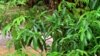 Inquiétude pour l'avenir de l'iboga, plante psychotrope, au Gabon