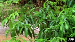 L'Iboga, souvent appelé "Bois Sacré", est un petit arbuste des sous-bois dont les racines sont utilisées au cours des cérémonies Bwiti, un ordre initiatique très répandu dans toutes les ethnies du Gabon, 10 mars 2000.