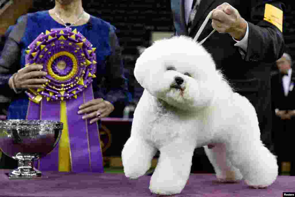 Flynn, a bichon frise and winner of Best in Show poses after winning the 142nd Westminster Kennel Club Dog Show in New York.