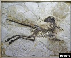 The preserved skeleton of the new short-armed and winged feathered dinosaur Zhenyuanlong suni from the Early Cretaceous (ca. 125 million years ago) of China is shown in this handout photo provided by the University of Edinburgh on July 15, 2015.