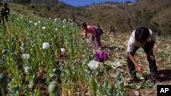  FILE - In this Jan. 30, 2014, photo, volunteers destroy a poppy field near Loi Chyaram village in Myanmar.