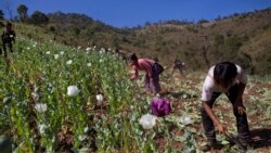 Burma Drug Curbs Continue to Fall Short