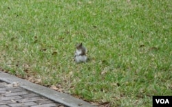 Friendly squirrels all around campus