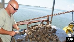 Louisianalı Balıkçılar Petrol Sızıntısından Kaygılı