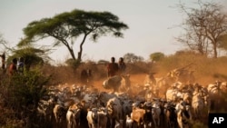 FILE - In this July 5, 2019, photo, shepherds return their livestock to their village near Loibor Siret, Tanzania. 