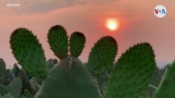 El cactus, el aliado de la purificación 