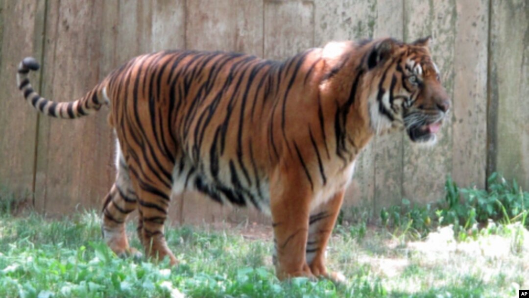 Harimau Sumatra merupakan subspesies harimau yang paling kritis keberadaannya. (Foto: Dok)