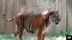 Peter, seekor harimau jantan berusia delapan tahun mati di kandangnya pada 17 Agustus, seminggu setelah ia ditemukan lumpuh di Kebun Binatang Taman Rimbo di Jambi. (Foto: Dok)