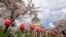 A line of tulips stand in bloom in front of cherry trees also in full bloom near the Capitol building in Olympia, in the northwestern state of Washington.