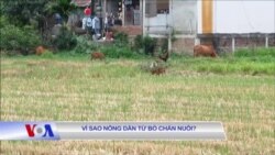 Vì sao nông dân từ bỏ chăn nuôi? 