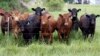 President Robert Mugabe donated 300 cattle to the Africa Union Foundation