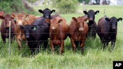President Robert Mugabe donated 300 cattle to the Africa Union Foundation