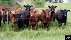 El abuso de antibióticos causa que bacterias resistentes crezcan en las granjas y se esparzan por el ambiente.