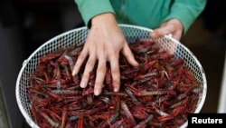 A foreign laborer from Thailand displays a bunch of fried locusts before eating them at his house near Kmehin in Israel's Negev desert, March 5, 2013. 