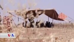 Cotkarên Cizîrê li Rojava bi Tirsa Şewata Zevîyan Dijîn