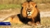 Trophy Hunter's Lion Kill Draws Uproar, Donations