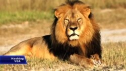 Trophy Hunter's Lion Kill Draws Uproar, Donations