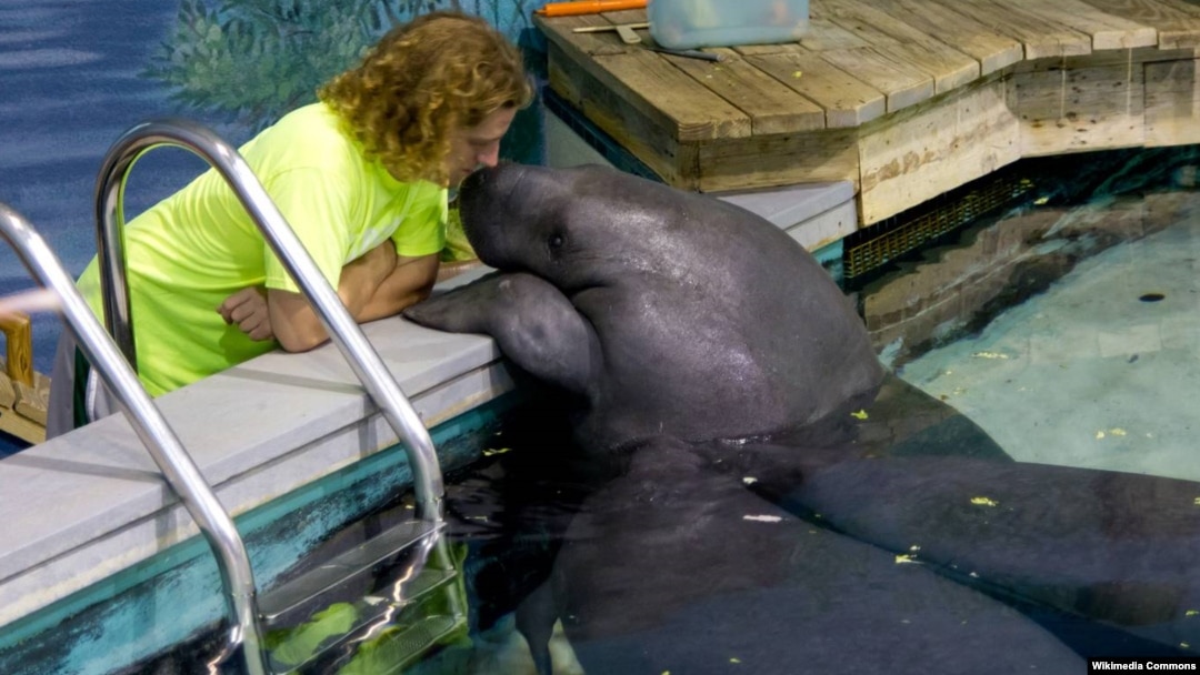 Pesut bernama Snooty di Aquarium South Florida Museum kini berusia 65 tahun hari Minggu 21/7 (foto: dok). 