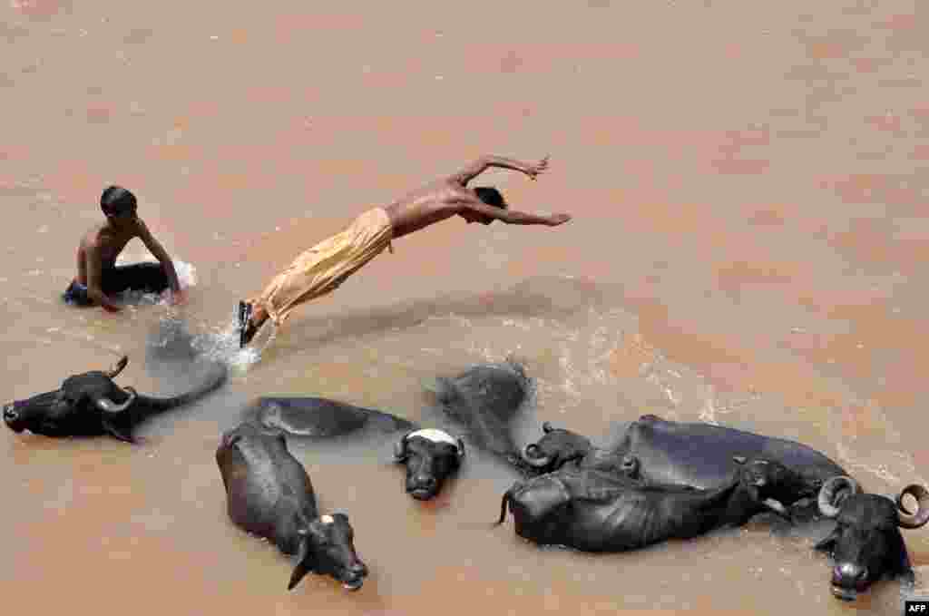 Seorang gembala nomaden India melompat dari belakang kerbaunya ke dalam Sungai Tawi yang kebanjiran di pinggiran Jammu.