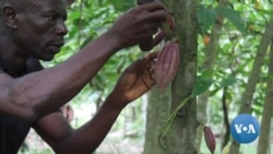 Ghana Adds Charge to Keep Farmers Sweet on Cocoa