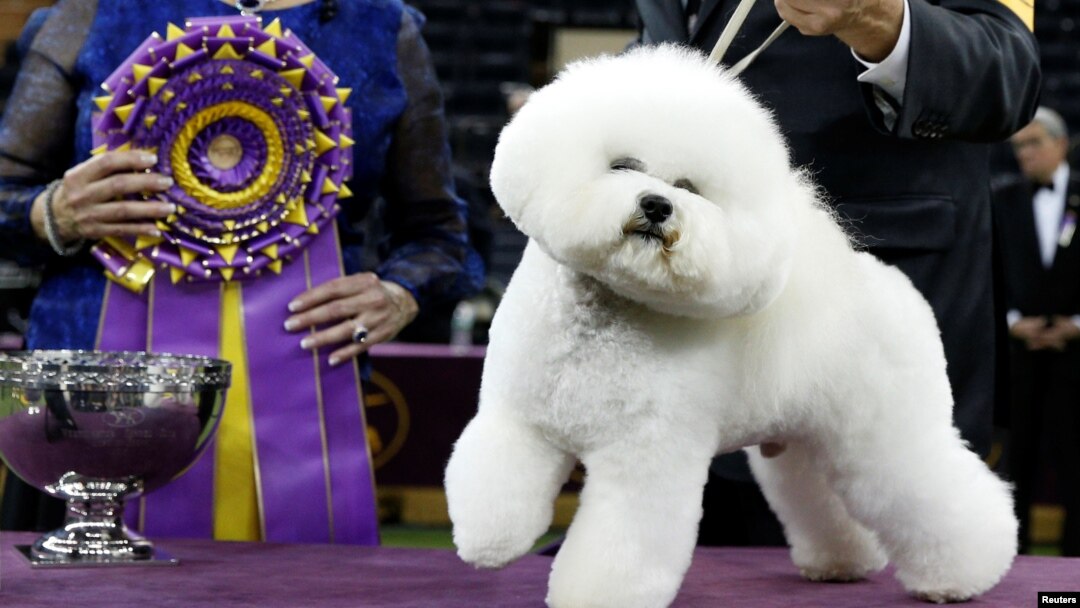 Bichon frise american shops kennel club