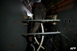 Elephant Muthu Raja is seen inside a cage before departure from the Dehiwala Zoo in Colombo on July 2, 2023.