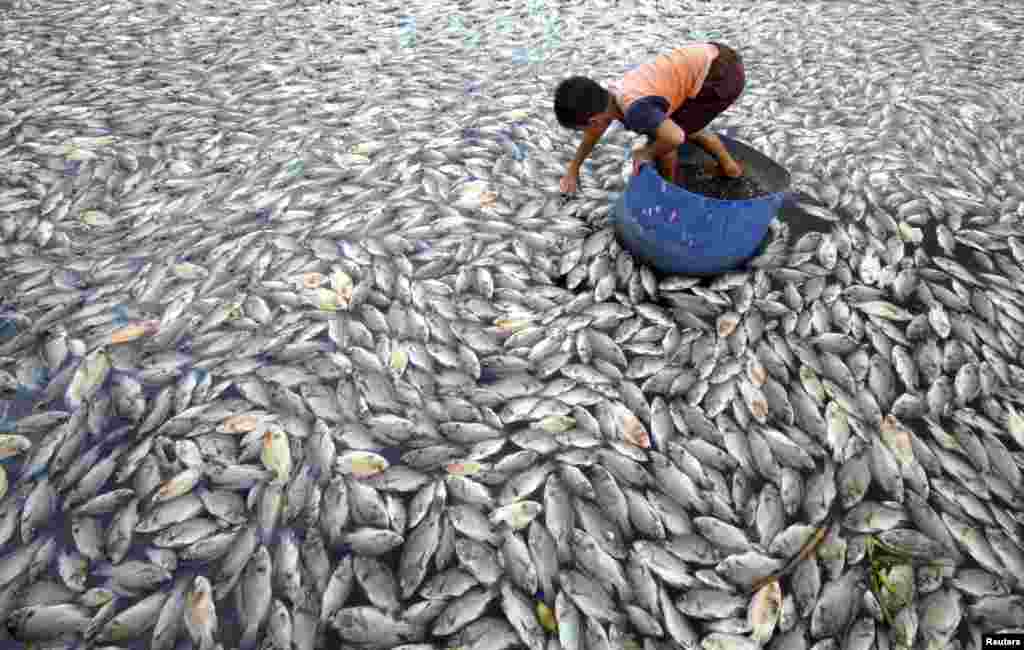 인도네시아 웨스트 스마트라의 마닌자우 호수에서 어린이가 죽은 물고기를 건지고 있다. 당국에 따르면 강풍으로 양식 중이던 30t의 물고기가 죽었다.