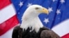 ARCHIVO - Una águila calva hembra de ocho años de la Rocky Mountain Raptor Education Foundation en Avon, Colorado, EEUU, posa para una foto frente a una bandera estadounidense el 1 de diciembre de 2023 (Michael Madrid-USA TODAY Sports)