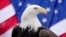 ARCHIVO - Una águila calva hembra de ocho años de la Rocky Mountain Raptor Education Foundation en Avon, Colorado, EEUU, posa para una foto frente a una bandera estadounidense el 1 de diciembre de 2023 (Michael Madrid-USA TODAY Sports)