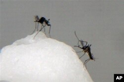 FILE - Aedes aegypti mosquitoes, which transmit dengue fever.